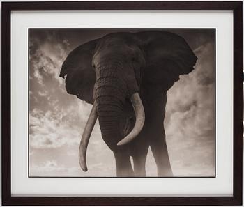 Nick Brandt, "Elephant Against Sky, Amboseli 2011".