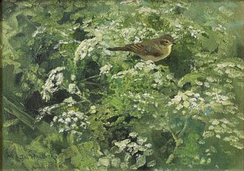 Thure Wallner, Common Chiffchaff.