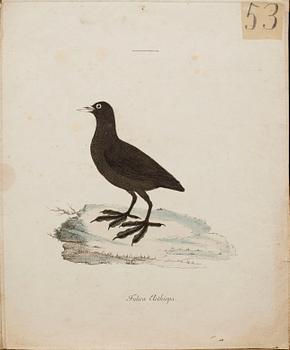 ANDERS SPARRMAN, 5 st fågelplanscher ur "Museum Carlsonianum", 1786-89.