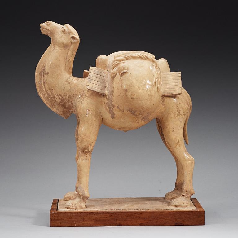 A yellow glazed figure of a camel, Tang dynasty (608-906).