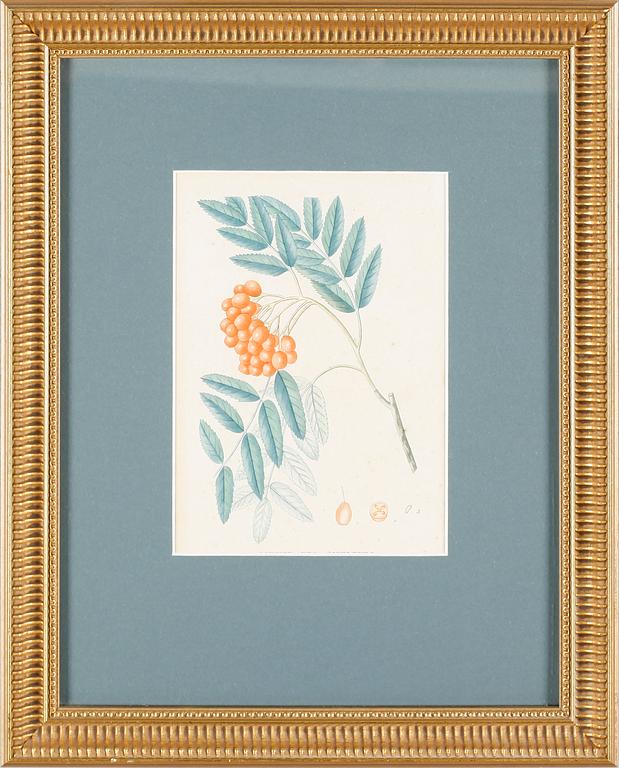 LITOGRAFISKA TRYCK, 2 st, 1800-/1900-tal.
