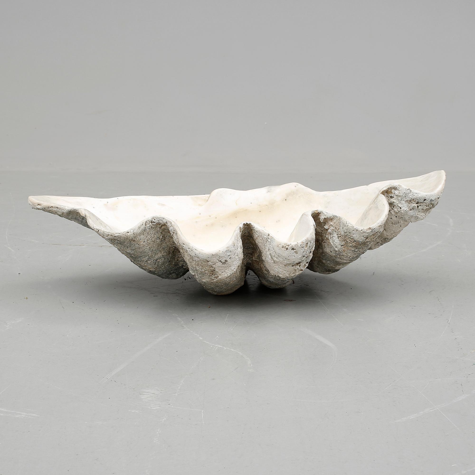 MUSSLA, fossil.