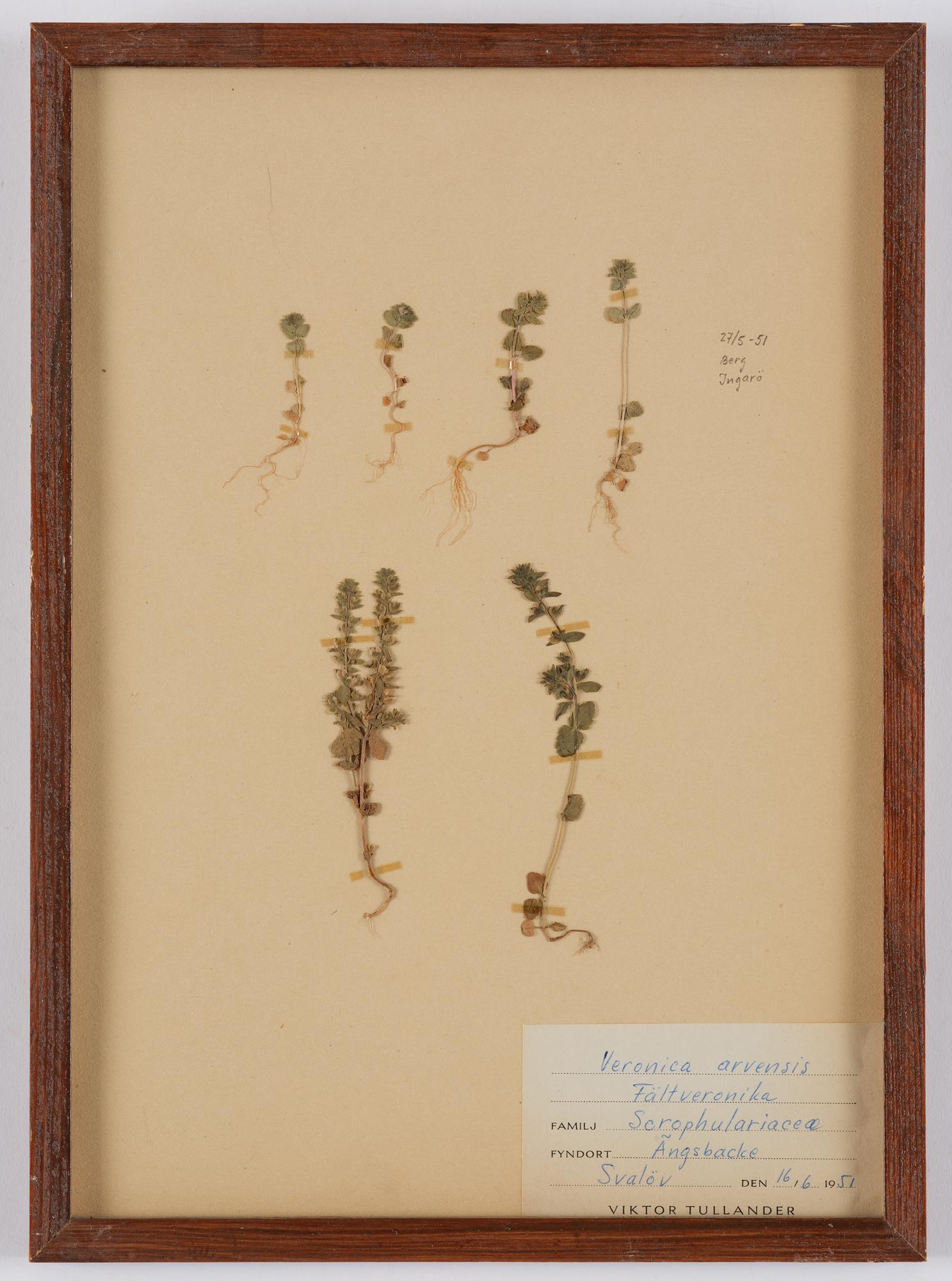 Herbarium, 10 delar, Sverige, 1930-1970-tal.