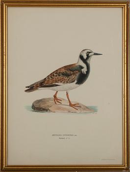 GRAFISKA BLAD, 4 st, färglitografi, ur von Wrights "Svenska fåglar".