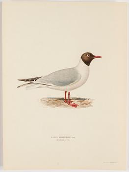 A set of 252 "Svenska fåglar" posters by M o W von Wright, Ivar Baarsens publishings, Stockholm.