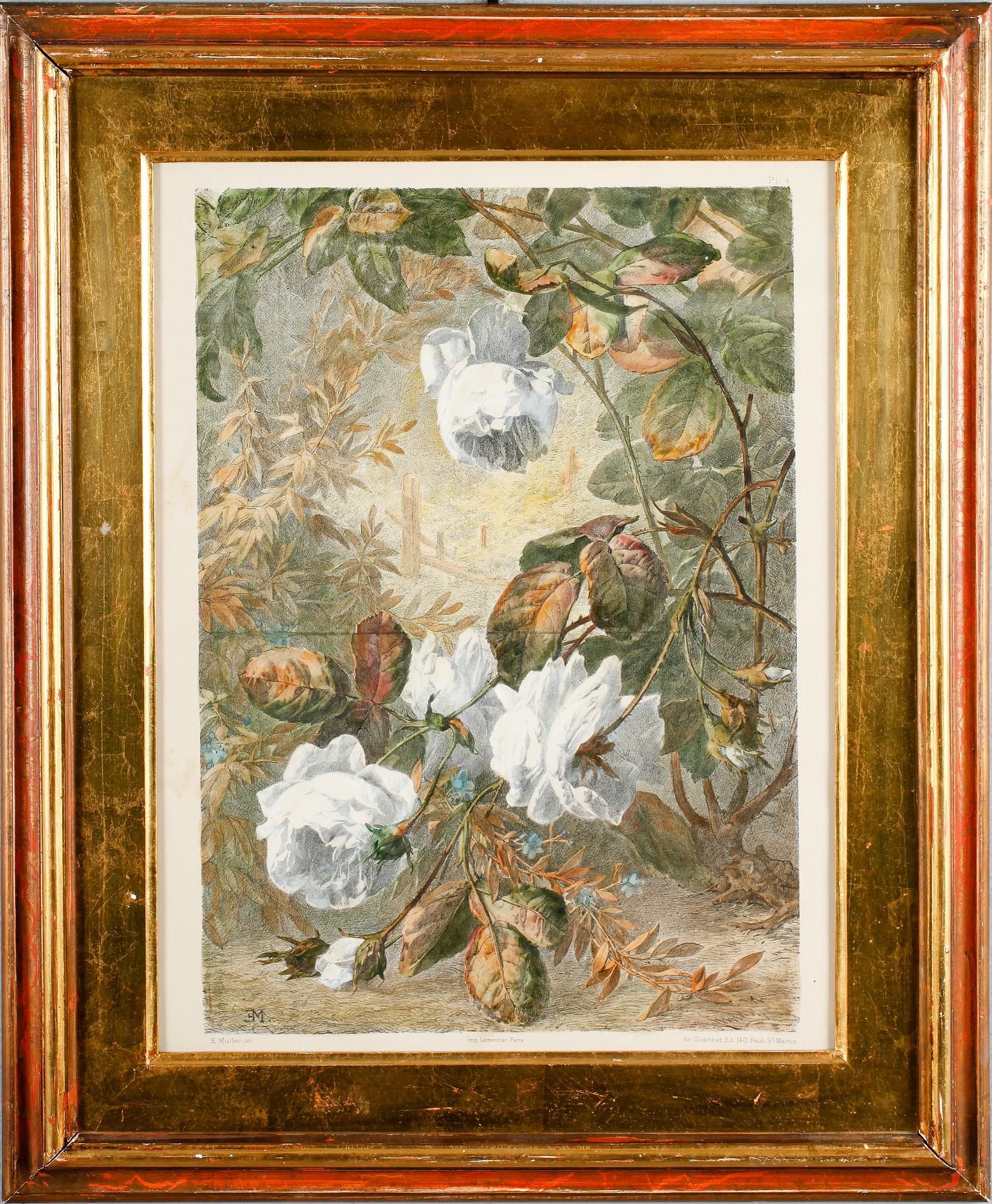 XYLOGRAFIER, 2 st, efter E Muller, handkolorerade, 1800-talets andra hälft.