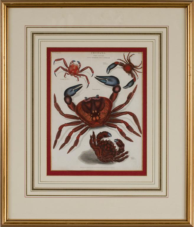 GRAVYRER, 4 stycken, tryck av Longman Hurst, Rees, Orme & Brown, Paternoster Row, tidigt 1800-tal..