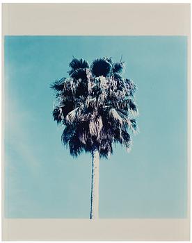 232. Jack Pierson, "Palm Tree, LA", 1996.