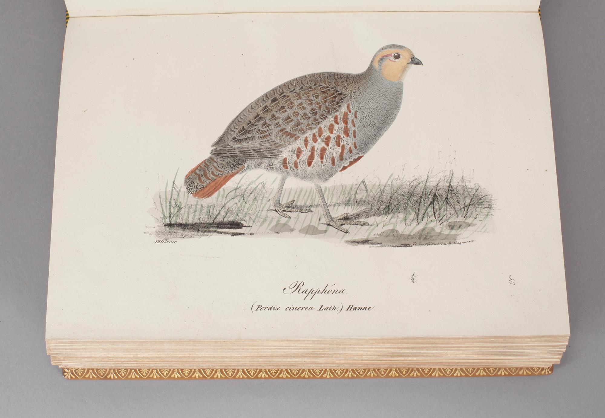 ILLUMINERADE FIGURER TILL SKANDINAVIENS FAUNA MED TEXT UTGIFNE.1-2. S.NILSSON. (Stockholm)& Lund 1832-1840. (2).