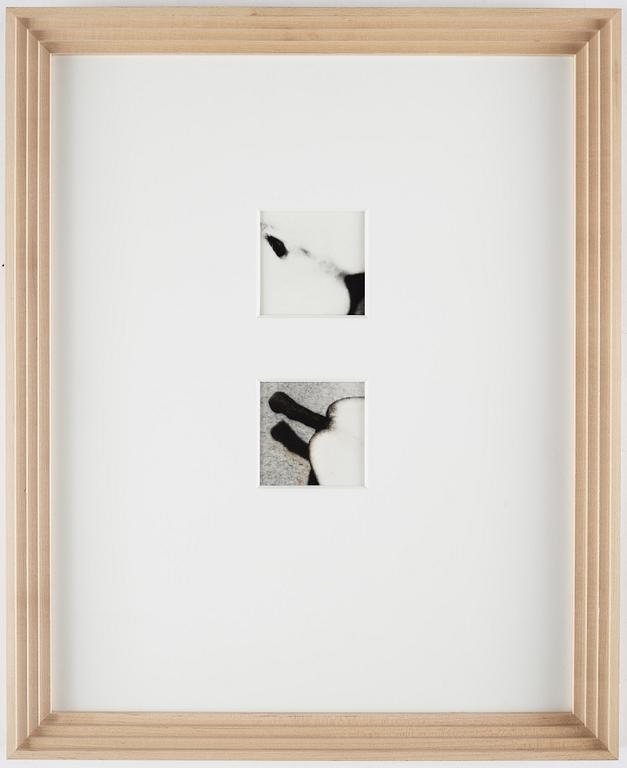Martina Leo, fotografi diptyk.