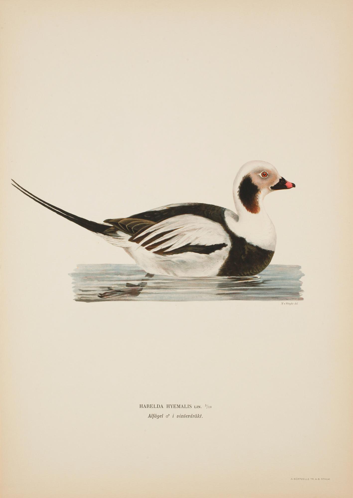 LITOGRAFISKA TRYCK, 50 st, ur M och W von Wrights "Svenska fåglar", A. Börtzells, Stockholm, 1900-talets första hälft.