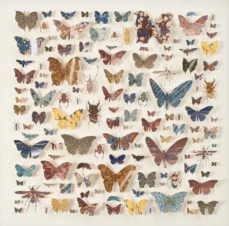 Helen Ward, "Paper Entomology".