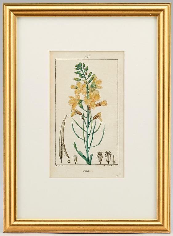HANDKOLORERADE GRAVYRER, 6 st ur "Flore Médicale" av P.J.F.Turpin mfl, Paris 1814-1818.