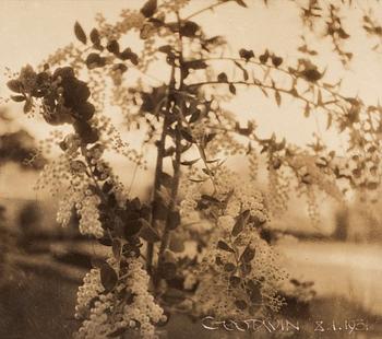 HENRY B. GOODWIN. Silvergelatinfotografi. Sign och dat 5.1.1931.