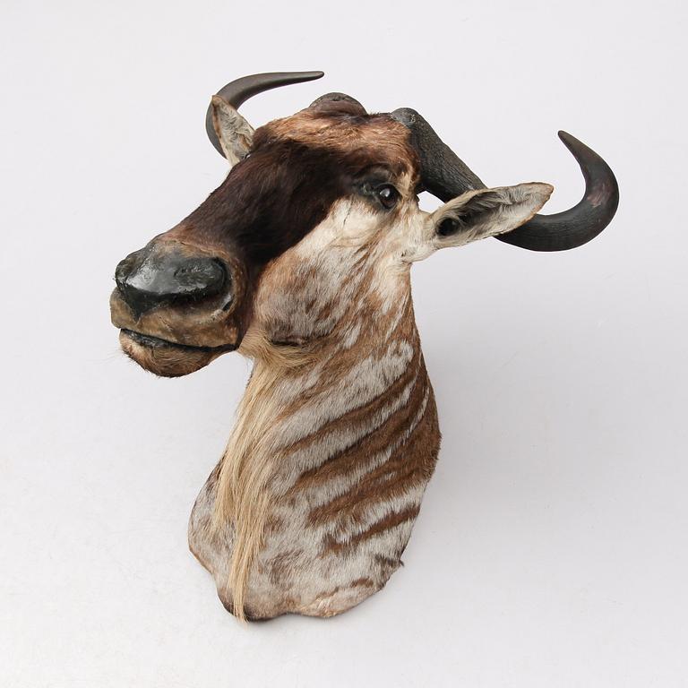 TAXIDERMI - Gnu, 1900-tal.