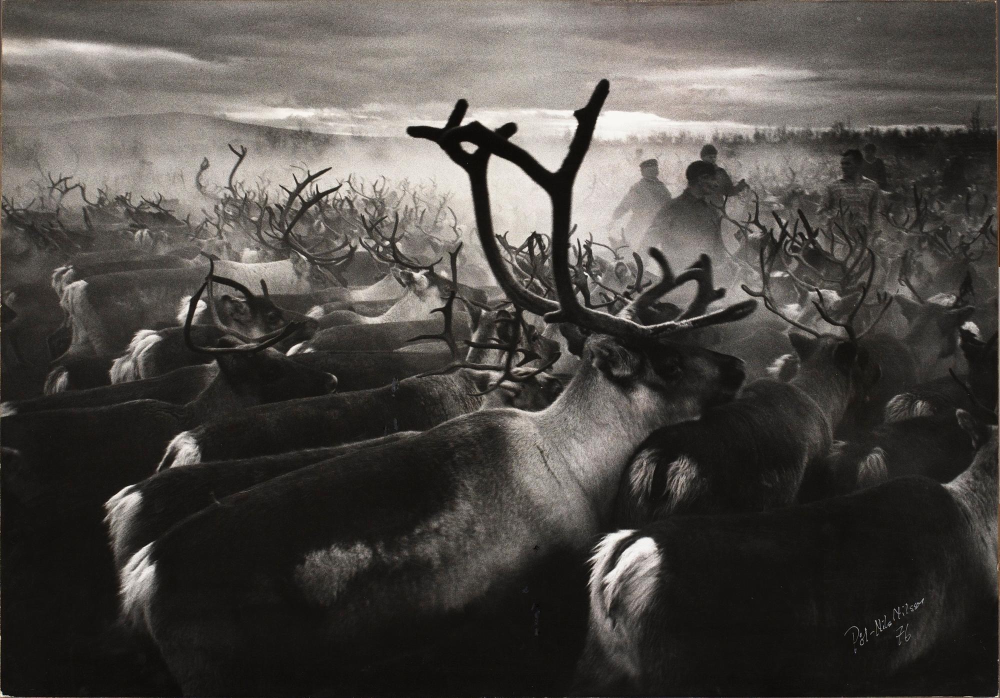 Pål Nils Nilsson, Rendrivning.