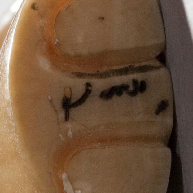 NETSUKE, ben, signerad, Japan möjligen 1700-tal.