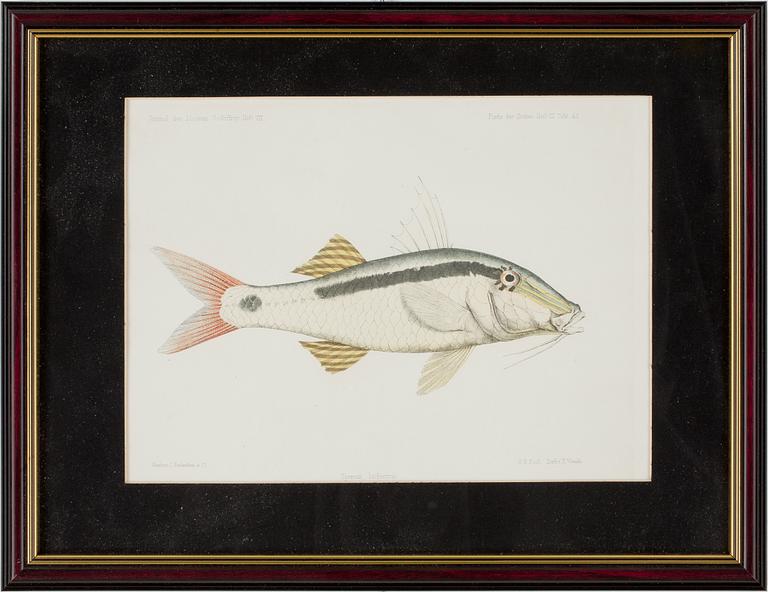 GRAVYRER, 3 st, handkolorerade, ur "Journal des Museum Godeffroy"  Heft. VII. resp. V.  1800-talets slut.