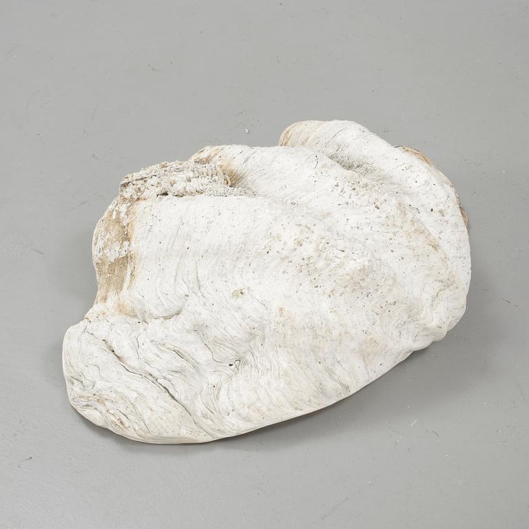 MUSSLA, fossil.