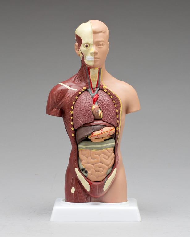 ANATOMISK MODELL, 1900-tal.