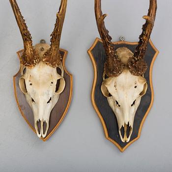 a set of four hunting trophies.