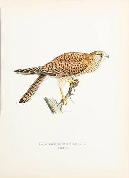 LITOGRAFISKA TRYCK, ca 200 st, ur von Wrights "Svenska fåglar", utgivna av A Börtzells, 1920-tal.