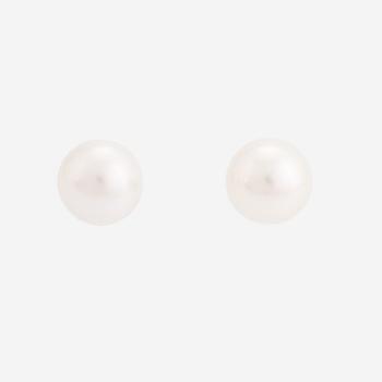 White gold and cultured  South sea pearl earrings.