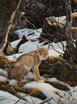 Teppo Terä, Lynx in winter landscape.