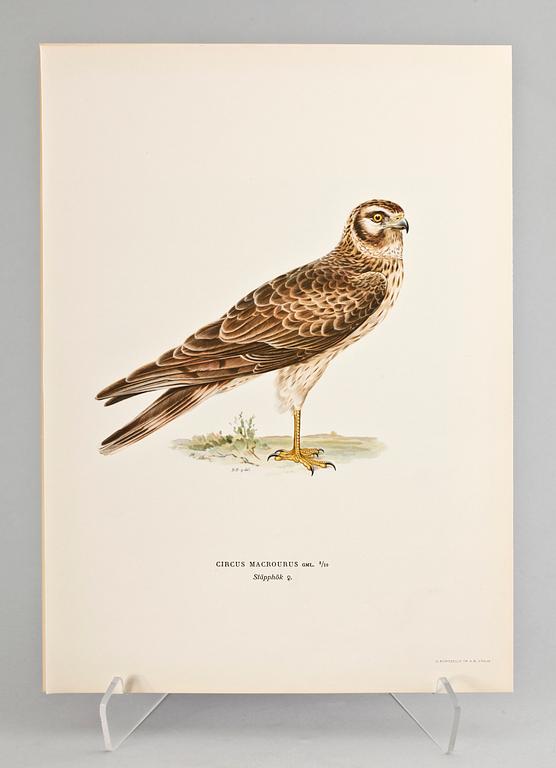 GRAFISKA BLAD, 170 st, ur von Wrights "Svenska fåglar", 1920.