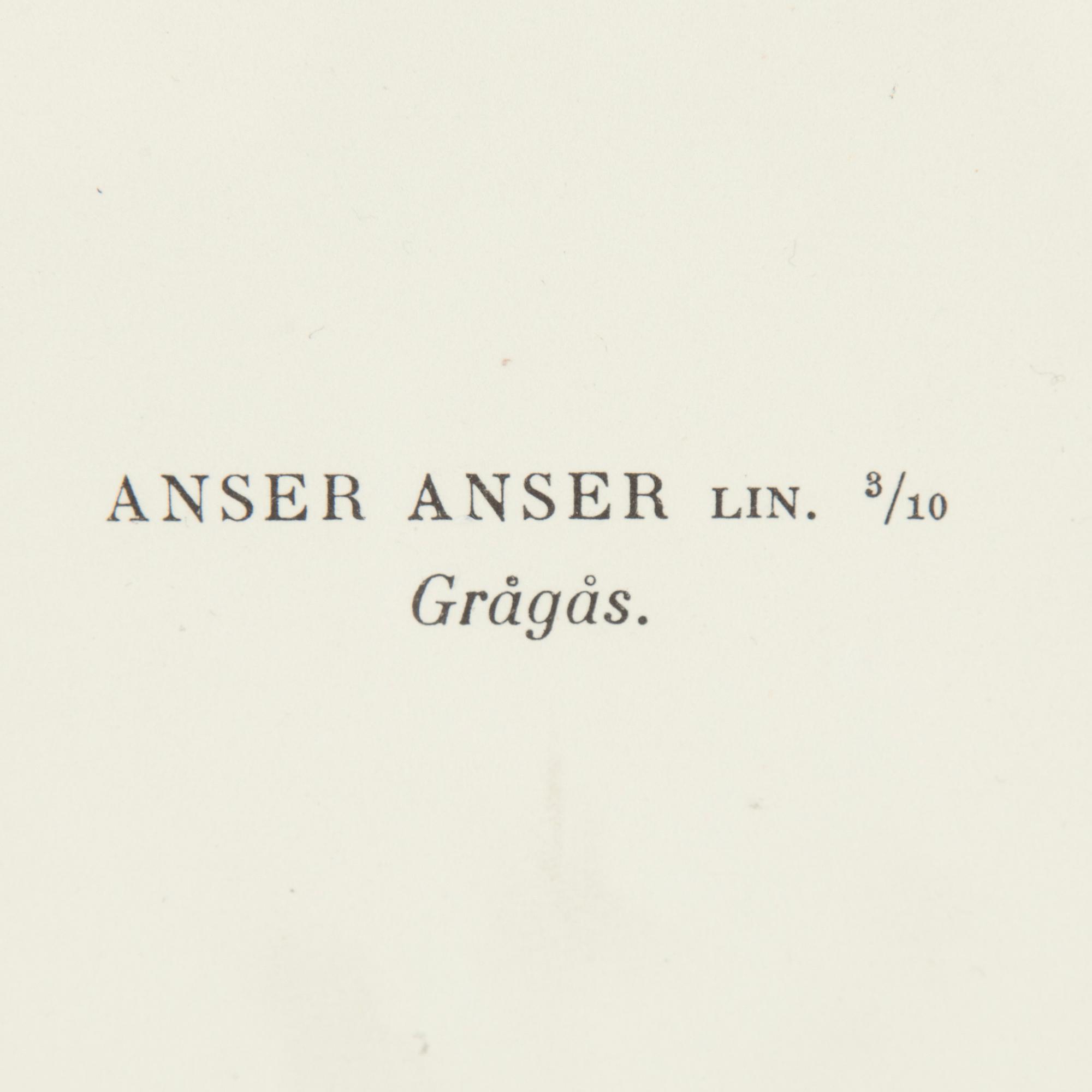 LITOGRAFISKA TRYCK, 5 st, ur M och W von Wrights "Svenska fåglar", A. Börtzells, Stockholm, 1917-29.