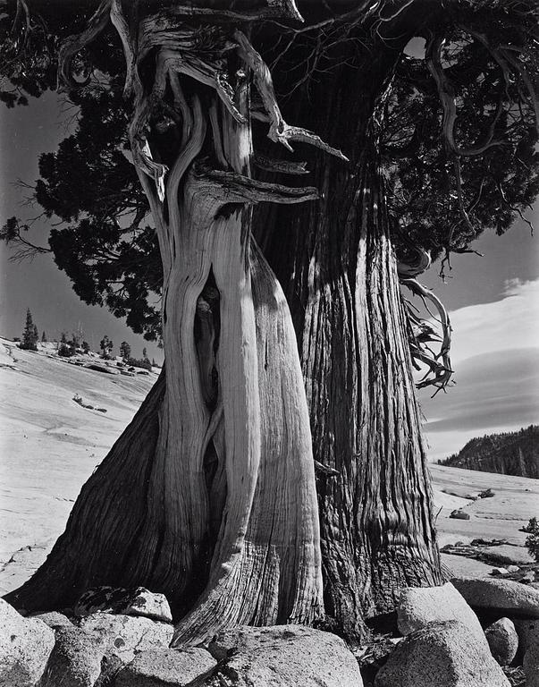 Edward Weston, "Juniper at Lake Tenaya", 1937.