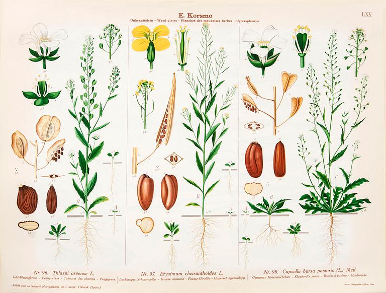 Emil Korsmo, 31 lithographic weed plates.