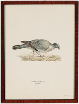 LITOGRAFIER, 15 stycken, ur "Svenska fåglar", Magnus och Wilhelm von Wright, A Börtzells, 1900-talets första hälft.