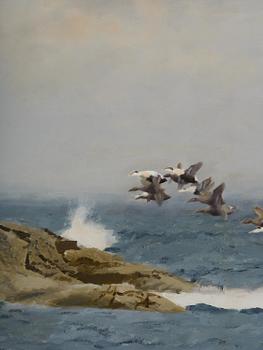 Bruno Liljefors, Stretching eiders.