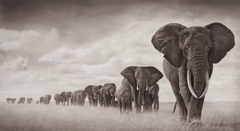 Nick Brandt, "Elephants walking through grass", Amboseli 2008.