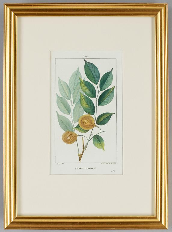 KOPPARTSICK, 6 st, ur "Flora Medicale". P. Turpin samt E. Panckoucke, Paris 1814-1818.