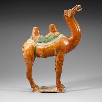 216. A yellow and green glazed pottery figure of a camel, Tang dynasty (618-907).