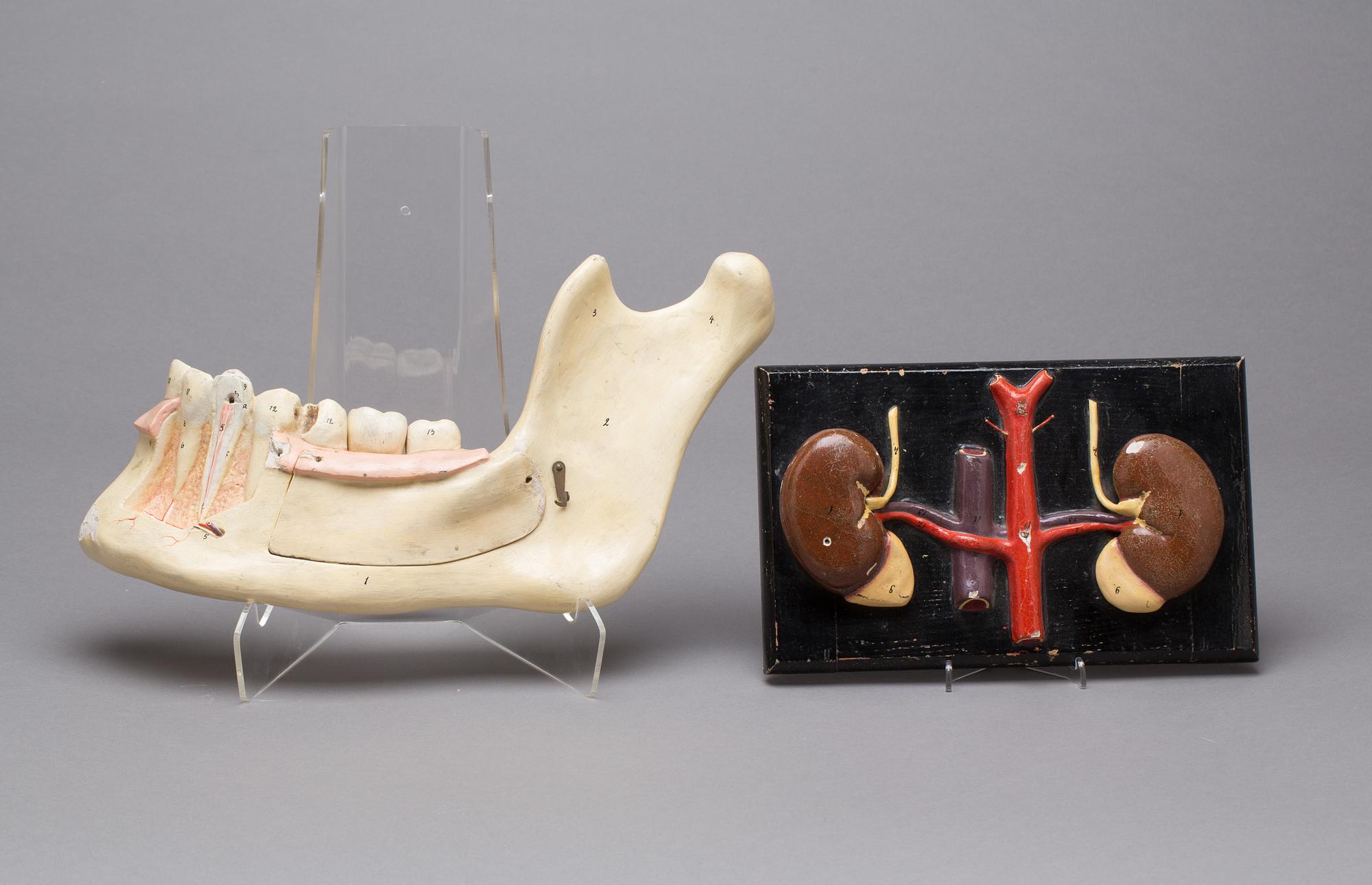 ANATOMISKA MODELLER, 2 st. 1900-tal.