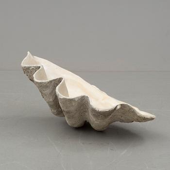 MUSSLA, fossil.