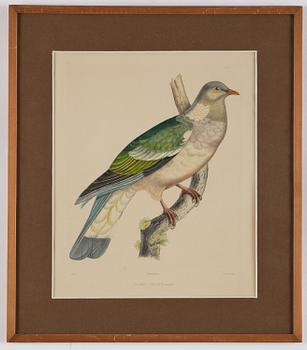 A set of eight plates from "Iconographie des pigeons" by Charles Lucien Bonaparte.