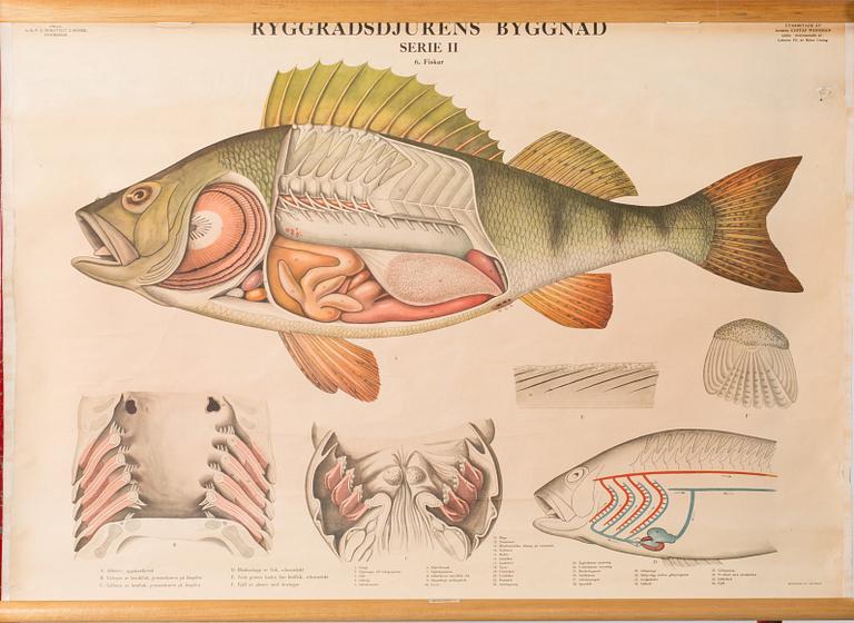 TWO EDUCATIONAL POSTERS, mid/second half 20th century.