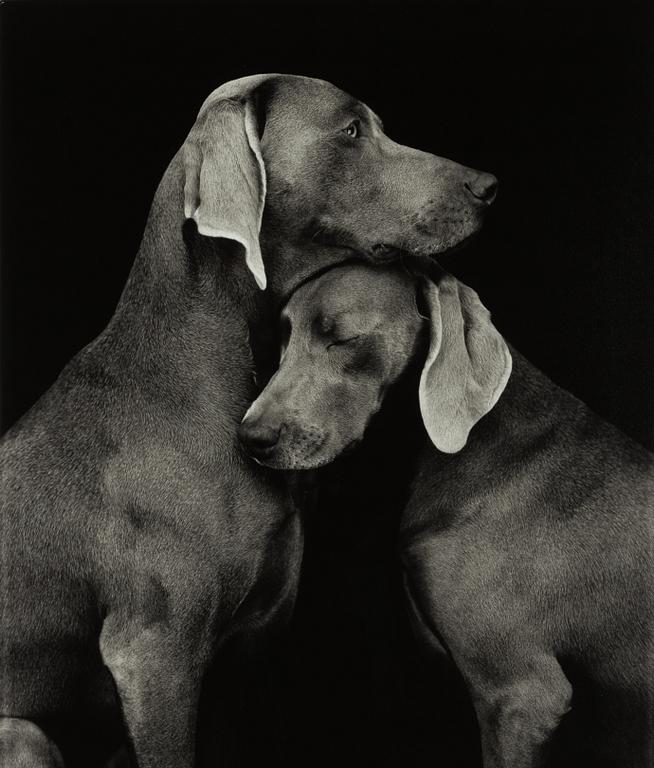 William Wegman, "Friends".