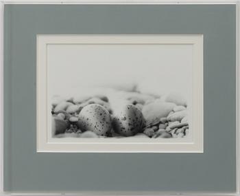 Dick Clevestam, "Stenrede med ägg av Strandpipare".