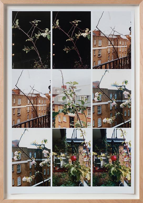 Wolfgang Tillmans, "Process (Apple tree)".