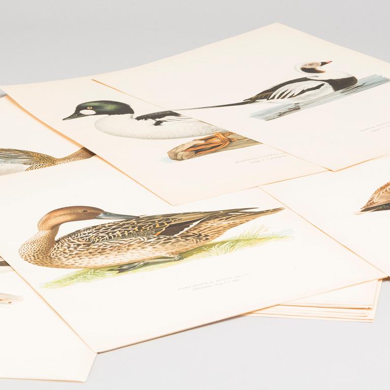 LITOGRAFISKA TRYCK, 28 st, ur M och W von Wrights "Svenska fåglar", A. Börtzells, Stockholm.