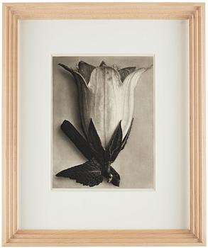 Karl Blossfeldt, "Urformen der Kunst", 1928 (22 st).