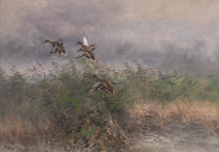 Mosse Stoopendaal, Lifting Mallards.