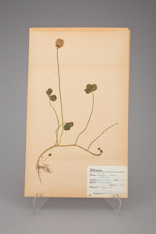 HERBARIUM, 2 st, 1940-tal.