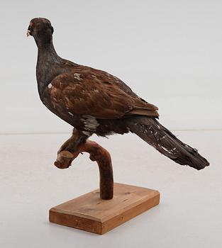TAXIDERMI, 1900-tal.