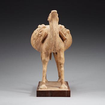 A yellow glazed figure of a camel, Tang dynasty (608-906).